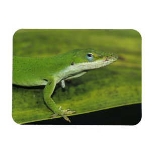 Ímã Anole verde, carolinensis do Anolis, adulto na