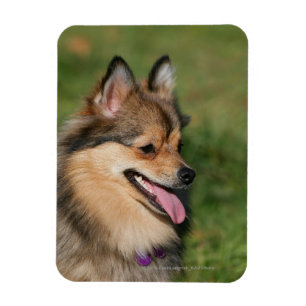Ímã Ânsia do Headshot de Pomeranian