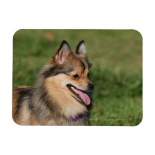 Ímã Ânsia do Headshot de Pomeranian