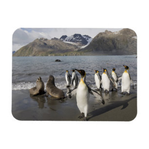 Ímã Antártica, Ilha da Geórgia do Sul (UK), Antártico 