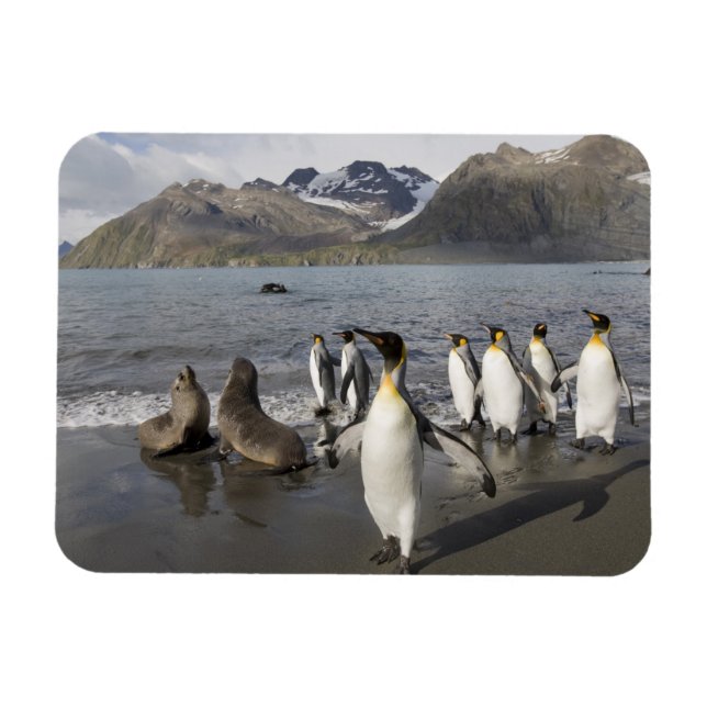 Ímã Antártica, Ilha da Geórgia do Sul (UK), Antártico  (Horizontal)