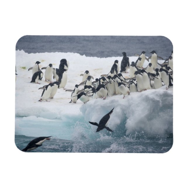 Ímã Antártica, Ilha Paulet. Pinguins addeliados (Horizontal)