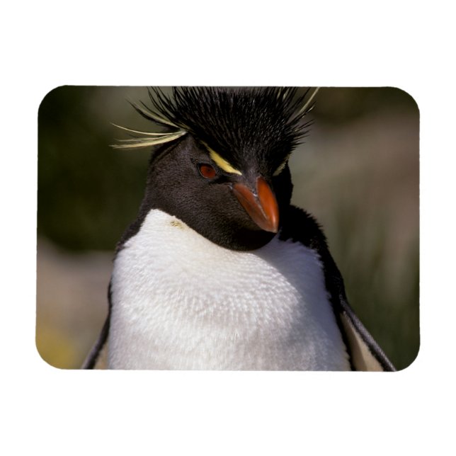 Ímã Antártica, Ilhas Sub-Antárticas, Sul 5 (Horizontal)