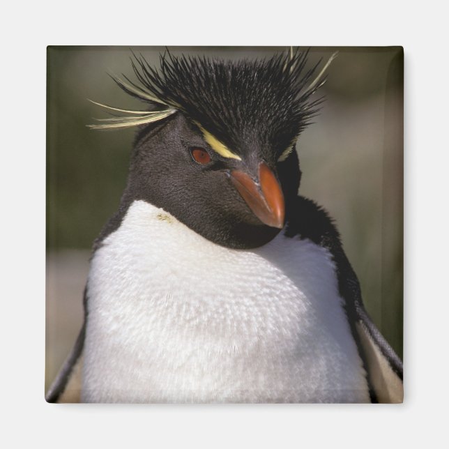 Imã Antártica, Ilhas Sub-Antárticas, Sul 5 (Frente)