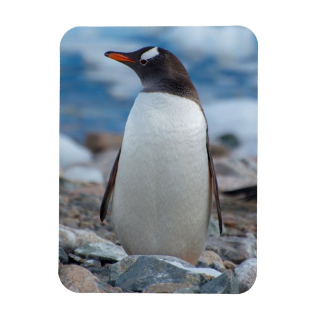 Ímã Antártica. Neko Harbour. Gentoo Penguin (Vertical)