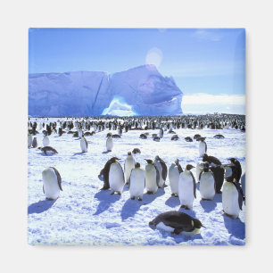 Imã Antártica, Península Antártica, Mar de Weddell, 5