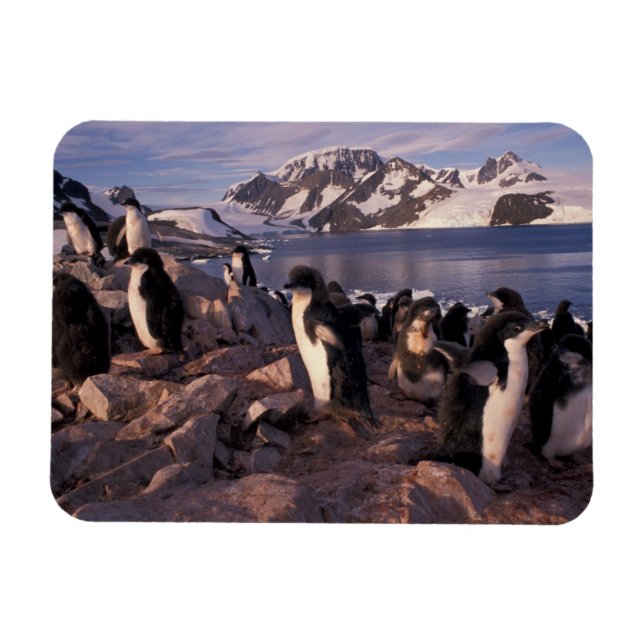 Ímã Antártida, filhotes de pinguim Adelie (Horizontal)