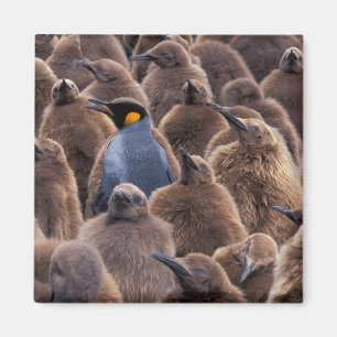 Imã Antártida, Ilha da Geórgia do Sul, pinguins-impera