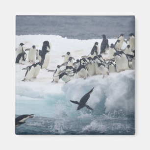 Imã Antártida, Ilha Paulet. Pinguins Adelie