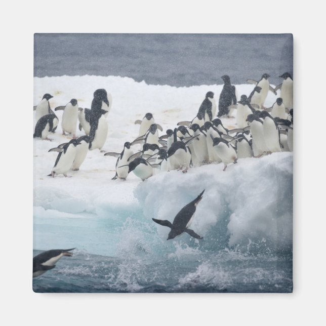 Imã Antártida, Ilha Paulet. Pinguins Adelie (Frente)