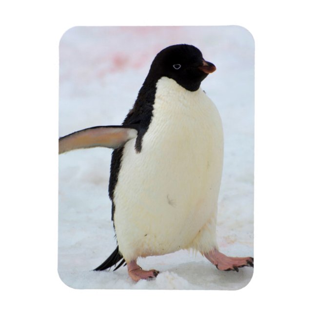 Ímã Antártida. Ilha Petermann. Pinguim-de-adélia (Vertical)