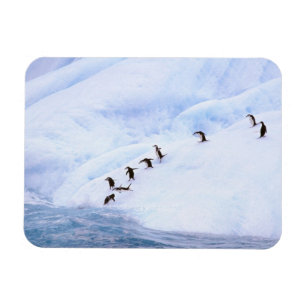 Ímã Antártida, Península Antártica. Pinguim-de-barbich