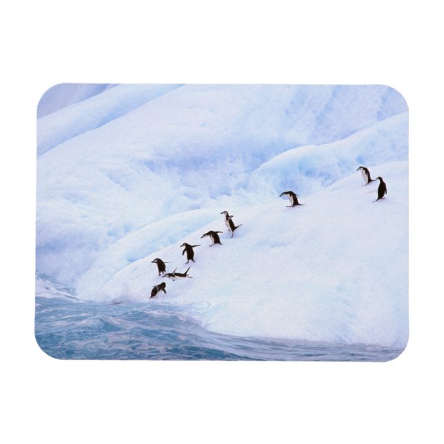 Ímã Antártida, Península Antártica. Pinguim-de-barbich (Horizontal)