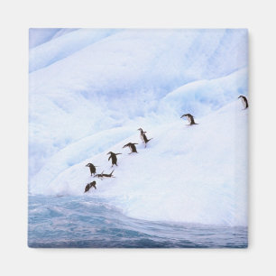 Imã Antártida, Península Antártica. Pinguim-de-barbich