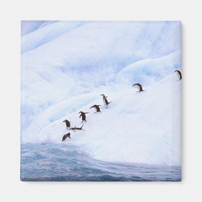 Imã Antártida, Península Antártica. Pinguim-de-barbich (Frente)