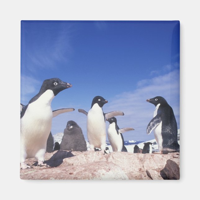 Imã Antártida, Pinguim Adelie Pygoscelis (Frente)