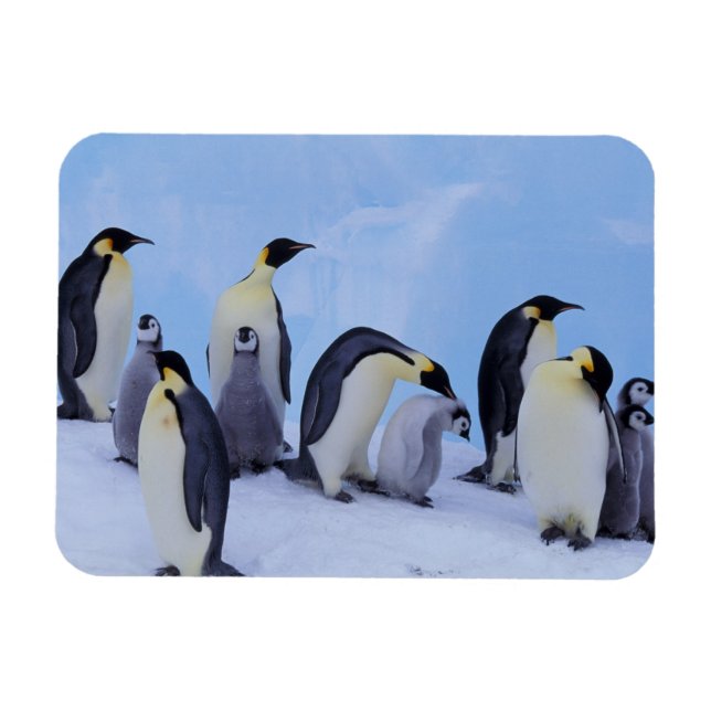 Ímã Antártida, Pinguins Imperadores (Horizontal)