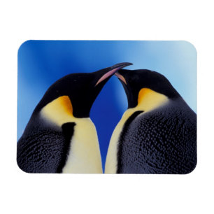 Ímã Antártida, Pinguins Imperadores