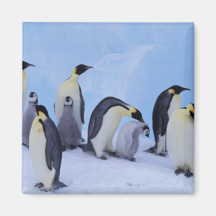 Imã Antártida, Pinguins Imperadores