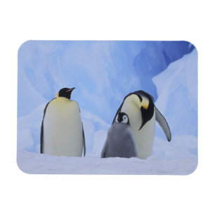 Ímã Antártida. Pinguins-imperadores e filhote
