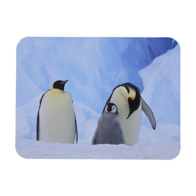 Ímã Antártida. Pinguins-imperadores e filhote (Horizontal)