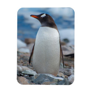 Ímã Antártida. Porto Neko. Pinguim-de-gentoo