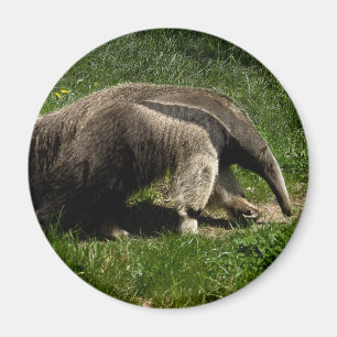 Imã Anteater gigante