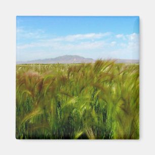 Imã Antelope Island & Field of Green