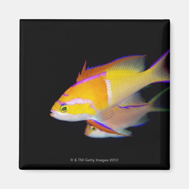 Imã Anthias Bar Branco (Frente)