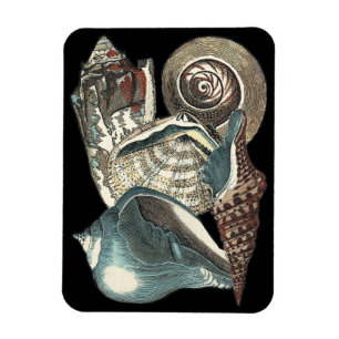 Ímã Anthologia Seashell
