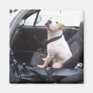 Imã Anti Michael Vick