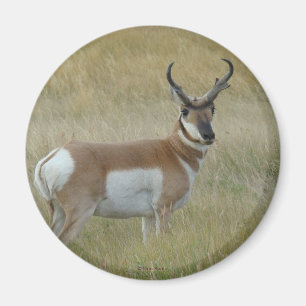 Imã Antílope A1 Pronghorn