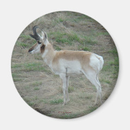 Imã Antilope A26 Pronghorn