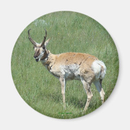 Imã Antilope A3 Pronghorn