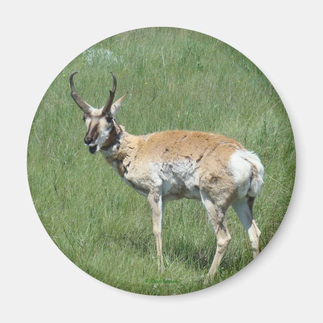 Imã Antilope A3 Pronghorn (Frente)