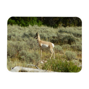 Ímã Antílope americano no Parque Nacional Grand Teton