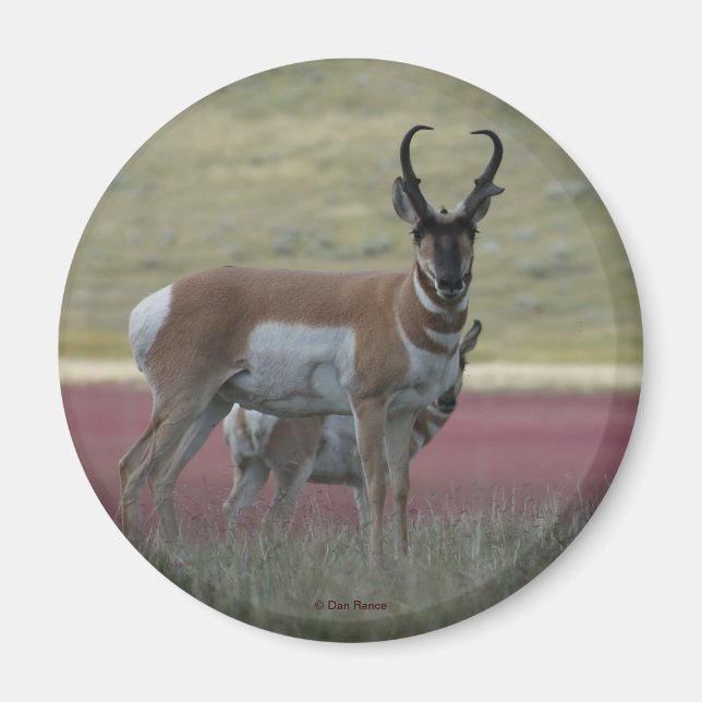 Imã Antilope Berrendo A24 (Frente)