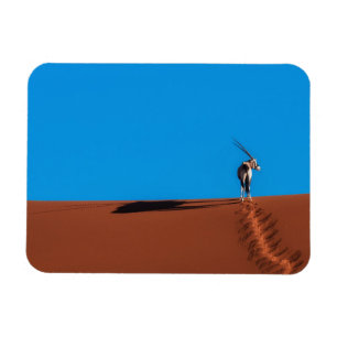 Ímã Antílope do Oryx no deserto de Namib
