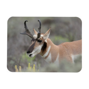 Ímã Antílope Pronghorn Macho Grand Tetons