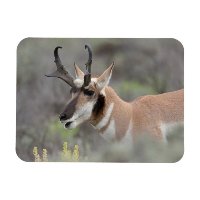 Ímã Antílope Pronghorn Macho | Grand Tetons (Horizontal)
