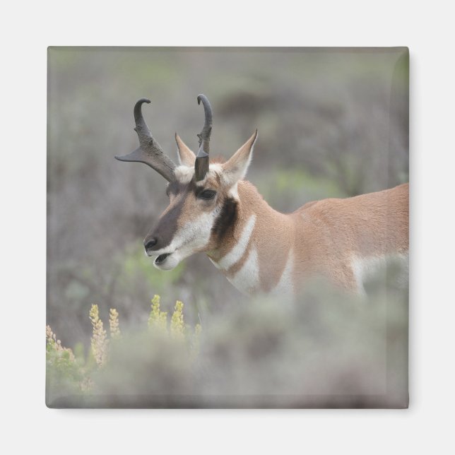 Imã Antílope Pronghorn Macho | Grand Tetons (Frente)