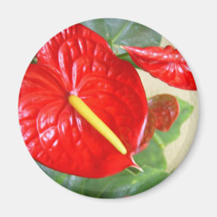 Imã Antúrio