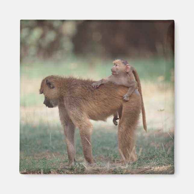 Imã Anubis Baboon (Frente)