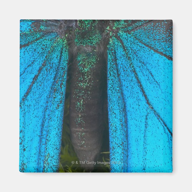 Imã Anzala azul (Papilio ulysses) (Frente)