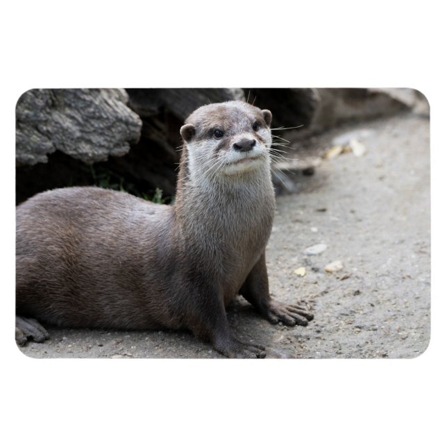 Ímã Aonyx cinerea (Horizontal)