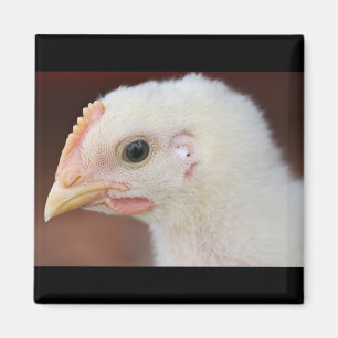 Imã apenas pintinho