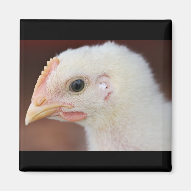 Imã apenas pintinho (Frente)