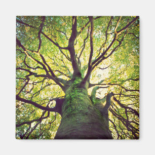 Imã Aperto da árvore