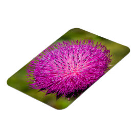 Ímã Aperto do caroço do leite