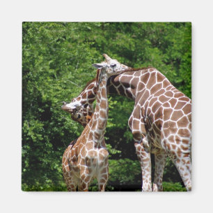Imã aperto dos girafas